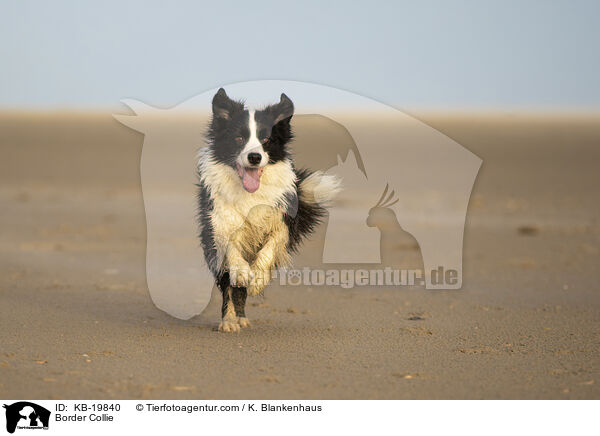 Border Collie / Border Collie / KB-19840