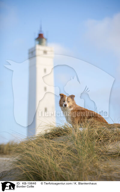Border Collie / Border Collie / KB-19846