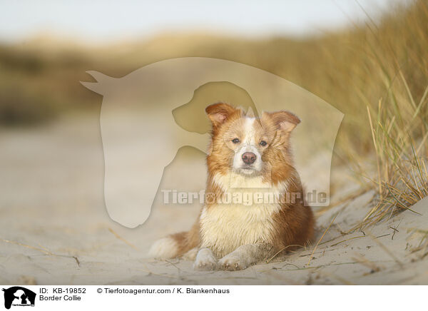 Border Collie / Border Collie / KB-19852