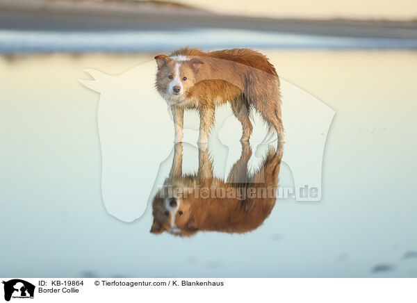Border Collie / Border Collie / KB-19864