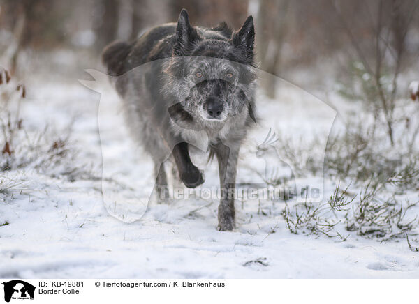 Border Collie / Border Collie / KB-19881