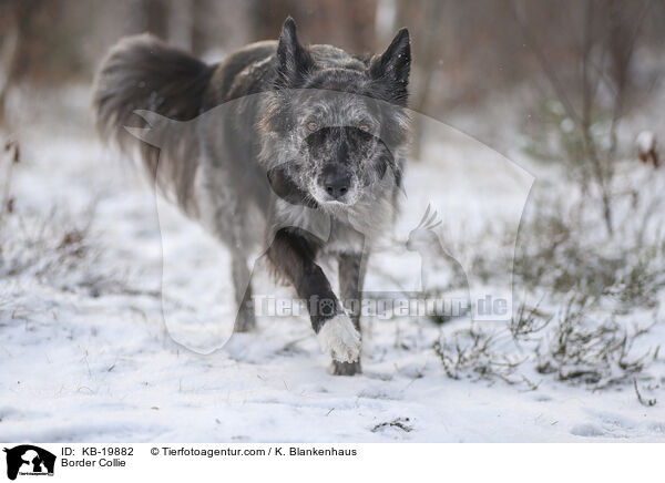 Border Collie / Border Collie / KB-19882