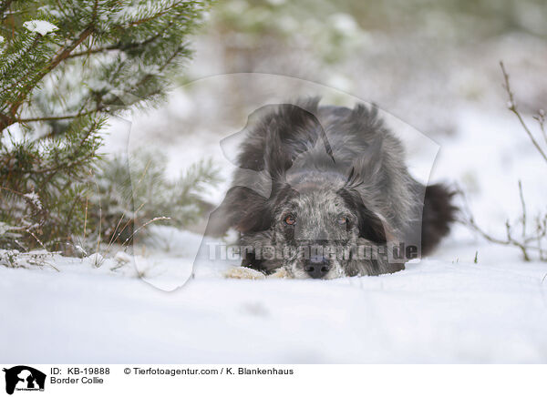 Border Collie / Border Collie / KB-19888