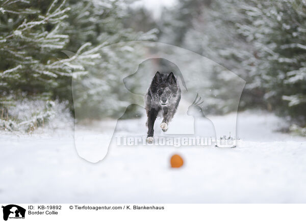 Border Collie / Border Collie / KB-19892