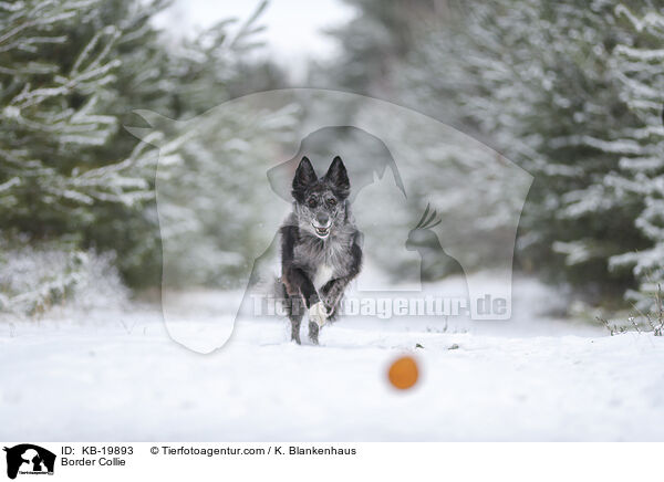 Border Collie / Border Collie / KB-19893