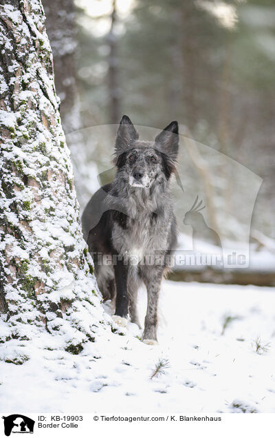 Border Collie / Border Collie / KB-19903