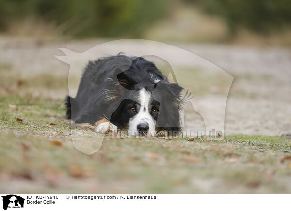 Border Collie / Border Collie / KB-19910