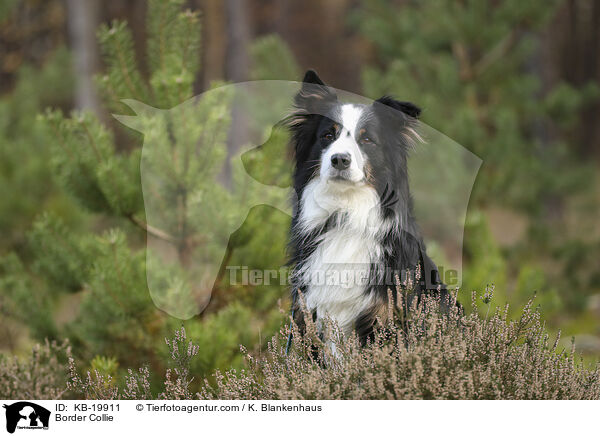 Border Collie / Border Collie / KB-19911