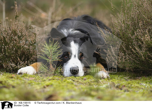 Border Collie / Border Collie / KB-19915