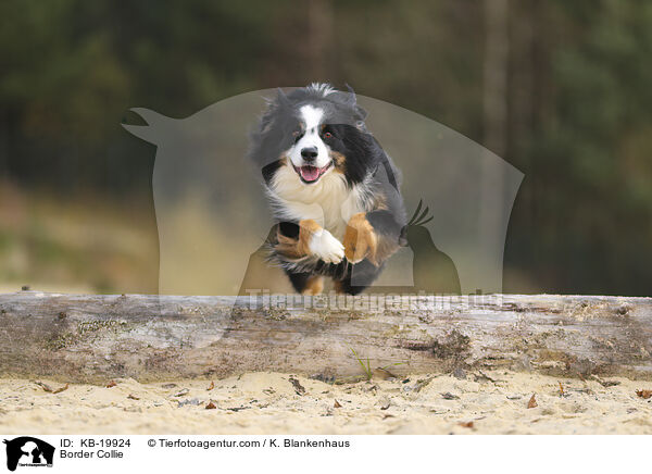 Border Collie / Border Collie / KB-19924