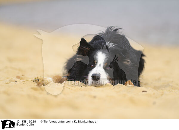 Border Collie / Border Collie / KB-19929