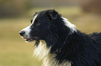 Border Collie Portrait