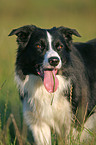 Border Collie Portrait