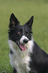 Border Collie Portrait