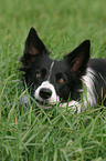 Border Collie Portrait