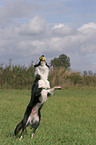 Border Collie catched Ball