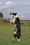 Border Collie catched Ball