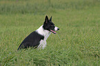 sitting Border Collie