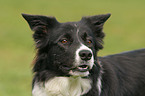 Border Collie Portrait