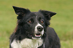 Border Collie Portrait