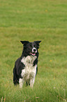 standing Border Collie