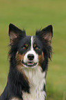 Border Collie Portrait