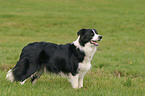 standing Border Collie