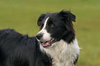 Border Collie Portrait