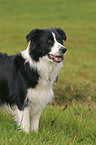 standing Border Collie