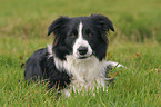 lying Border Collie