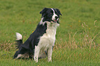 standing Border Collie