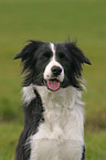 Border Collie Portrait