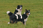 Border Collies