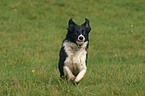 running Border Collie