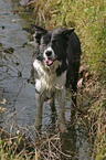 standing Border Collie