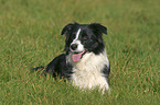 lying Border Collie