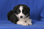 Border Collie Puppy