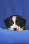 Border Collie Puppy