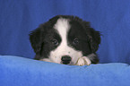 Border Collie Puppy