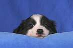 Border Collie Puppy