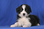 Border Collie Puppy