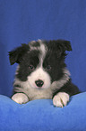 Border Collie Puppy