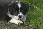 Border Collie Puppy