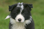 Border Collie Puppy