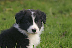 Border Collie Puppy