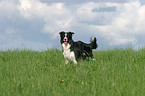 standing Border Collie