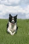 running Border Collie