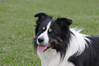 Border Collie Portrait