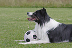 lying Border Collie