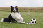 lying Border Collie